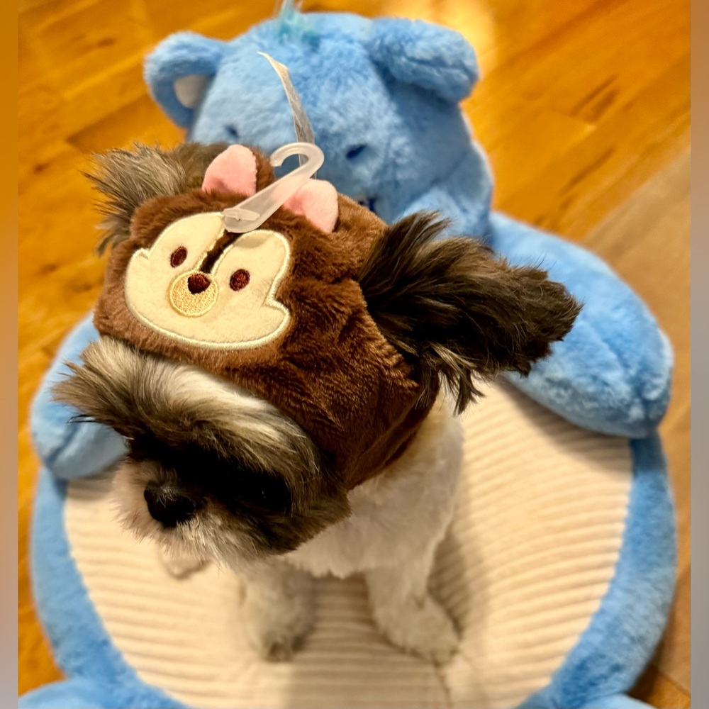 Chip and Dale are iconic Disney characters. Photoshoot ready hat for your pet!